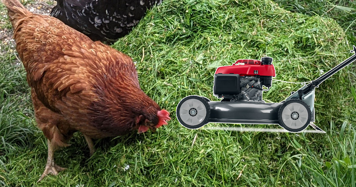 Donner sa tonte de pelouse aux poules ?