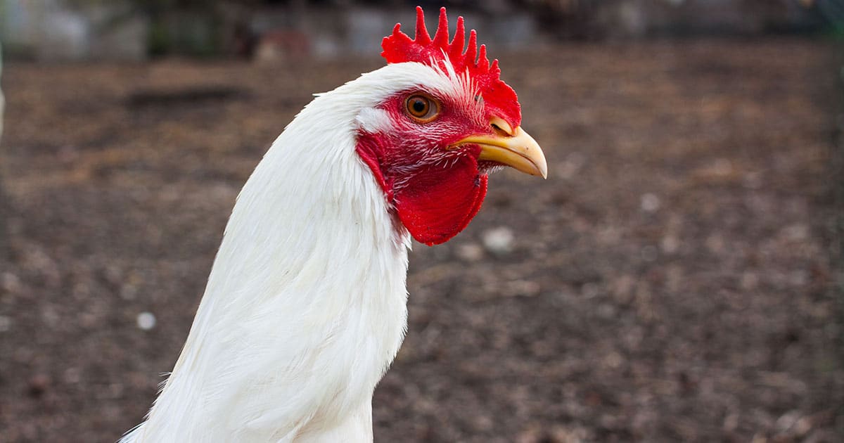 poule leghorn tete