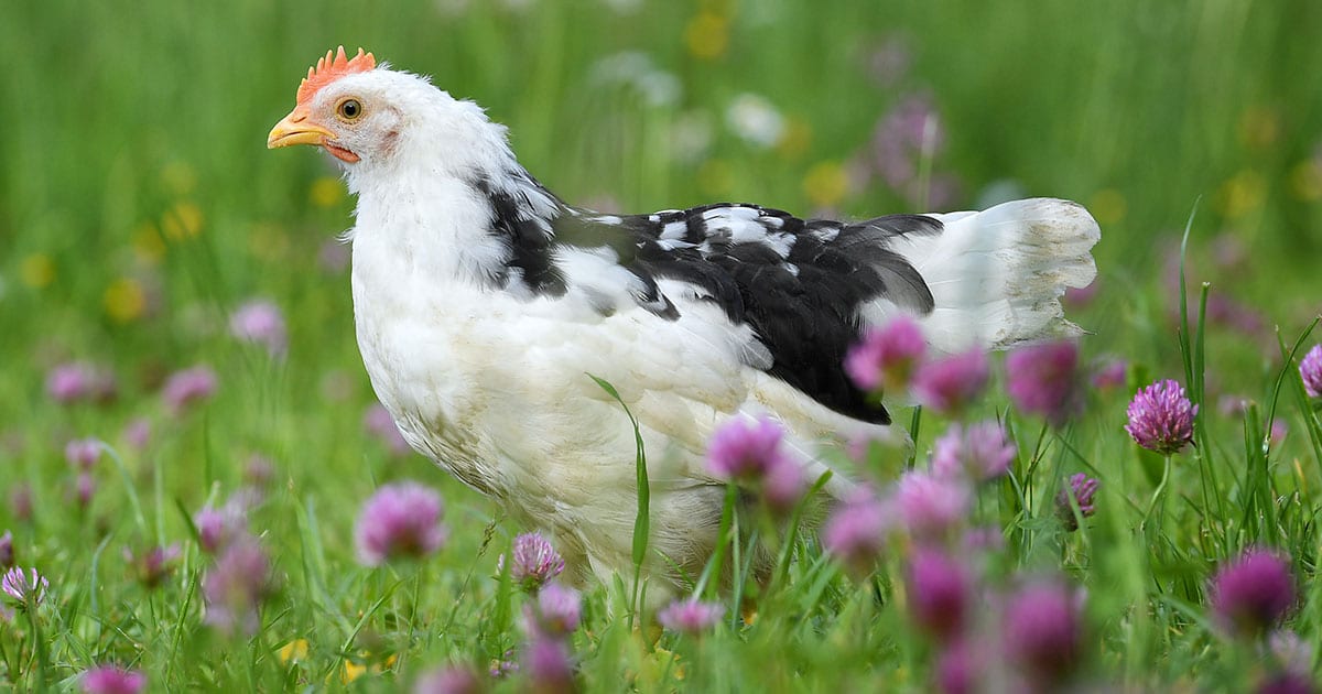 La poule leghorn : la fiche détaillée