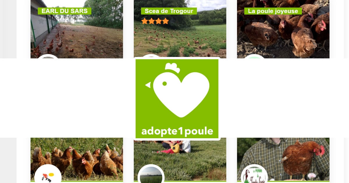 Adopte une poule