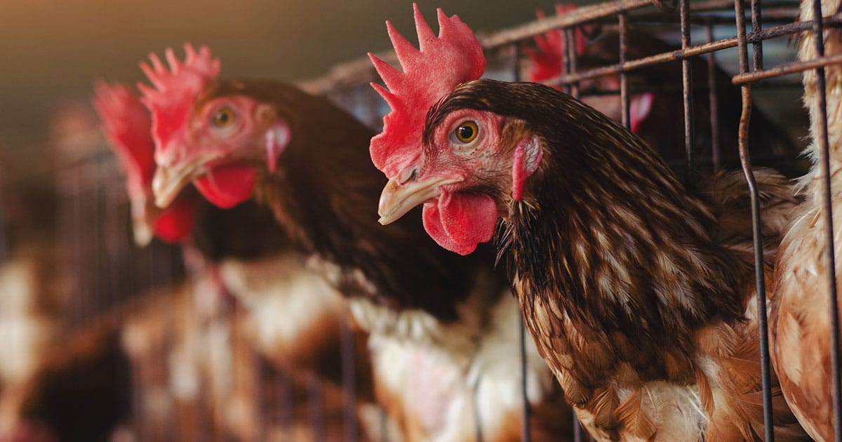 poule en industrie