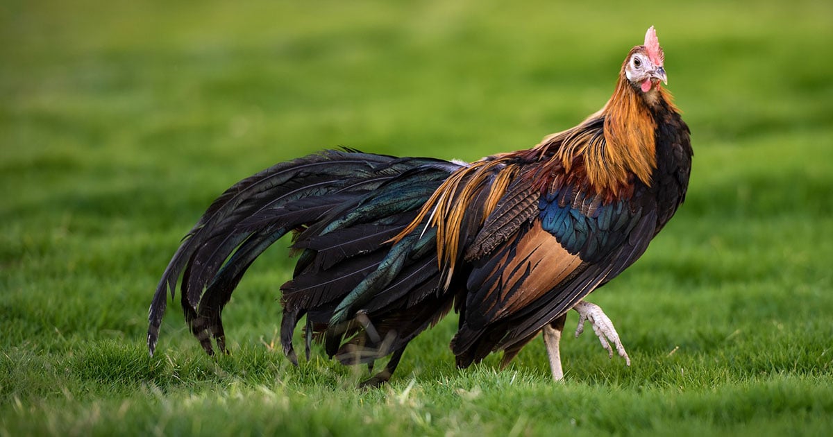 Poule Tout savoir sur la poule Phoenix
