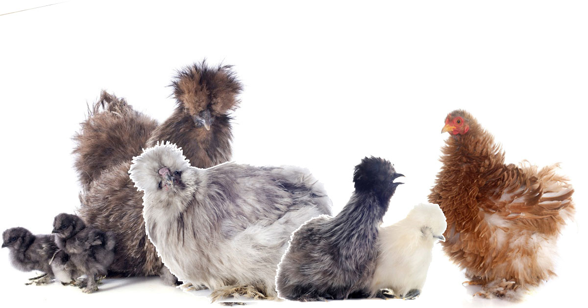 Poule Tout savoir sur les poules d’ornement