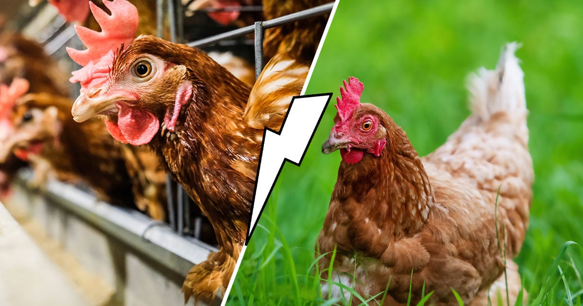 Faites une bonne action, sauvez une poule !
