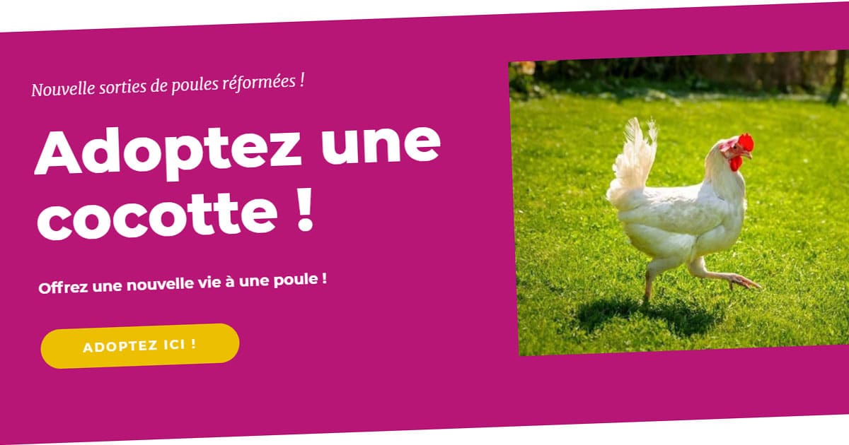 Les chtites cocottes