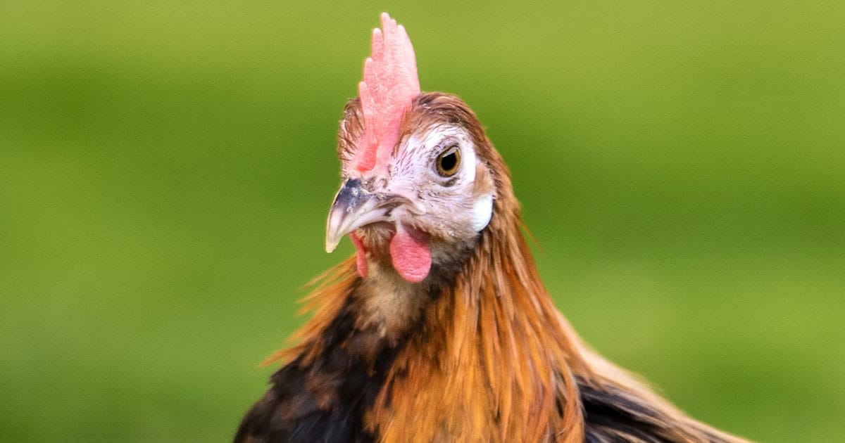tête d'une poule phoenix