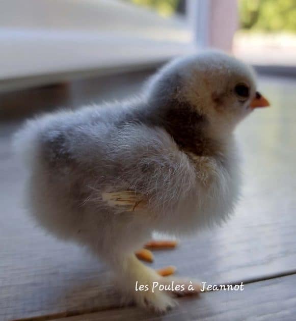 poussin pekin