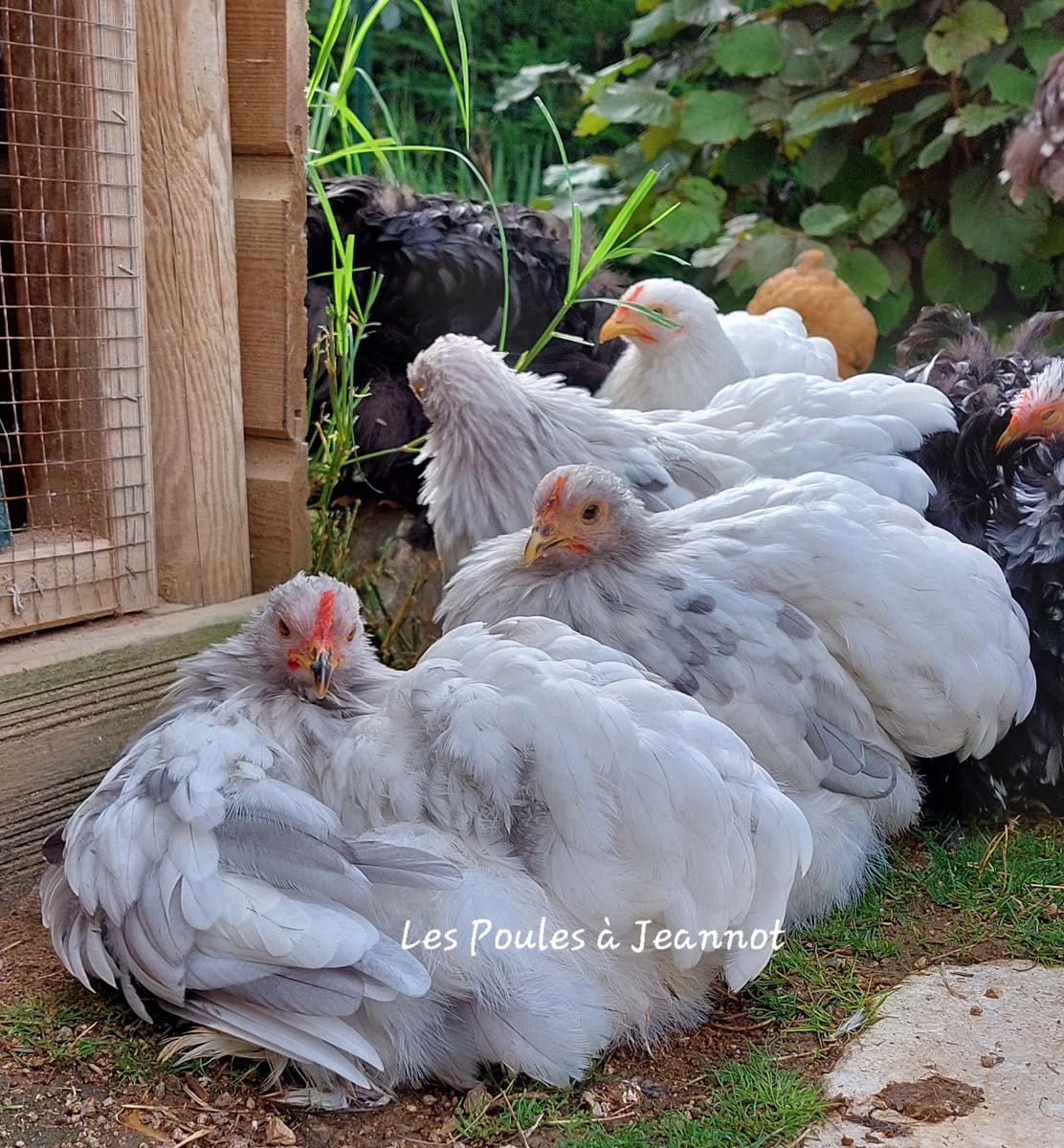 poule Pékin devant le poulailler