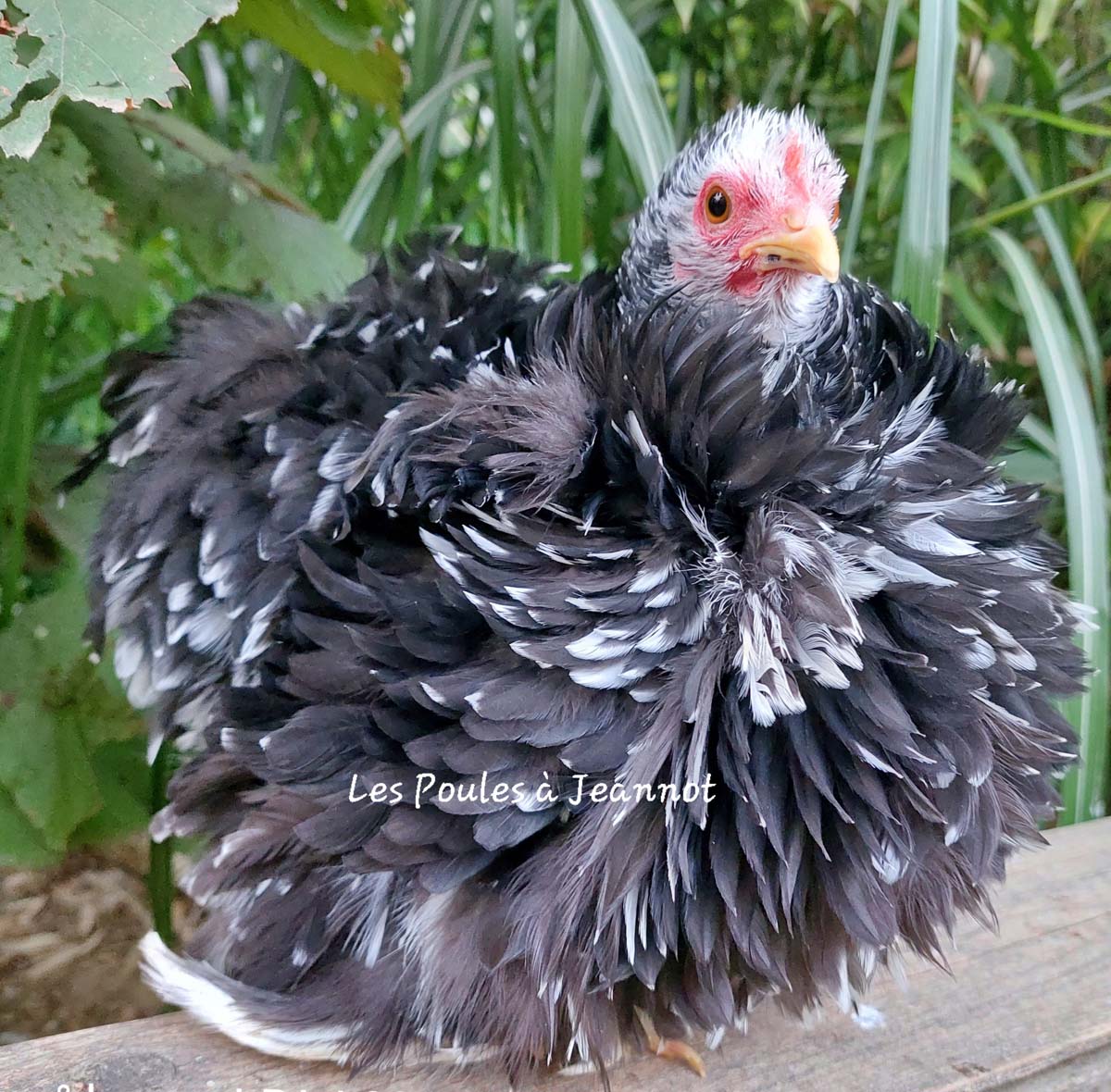 une belle poule pekin