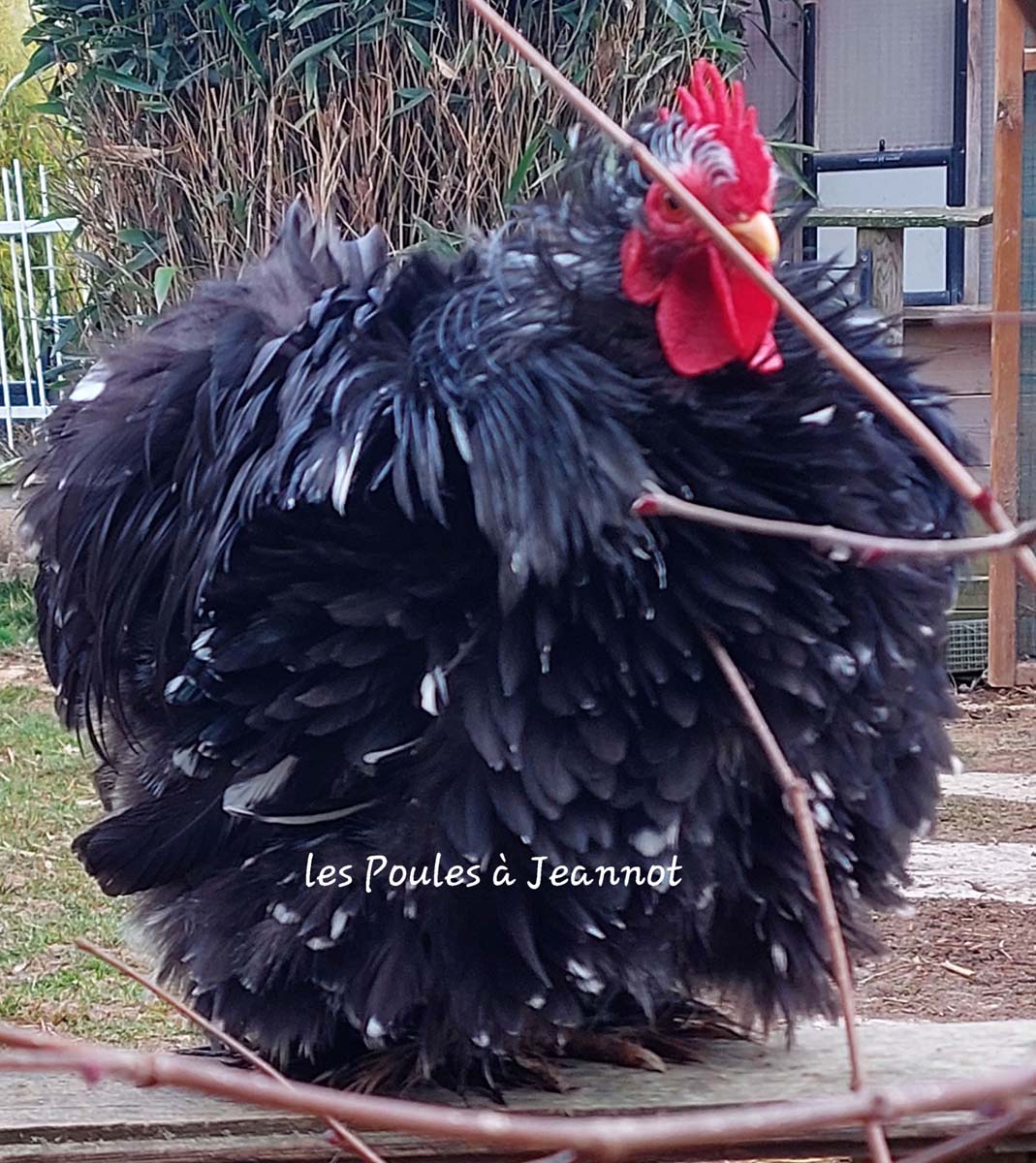 un coq pekin