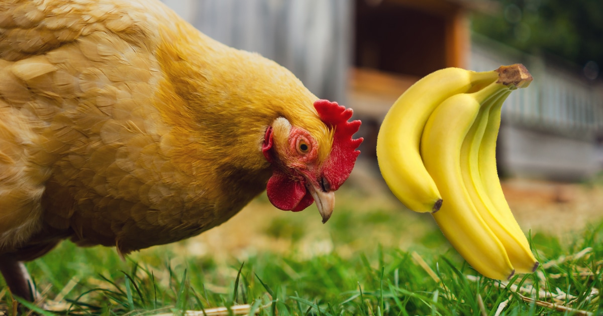 Banane pour les poules : c'est bon ?