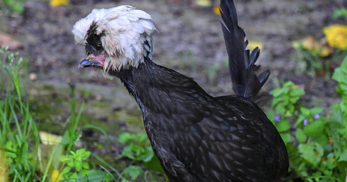 La poule hollandaise : tout savoir sur cette race