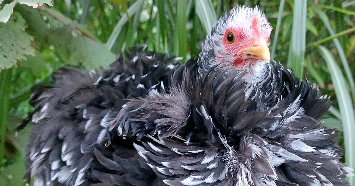 Poule Tout savoir sur la poule Pékin