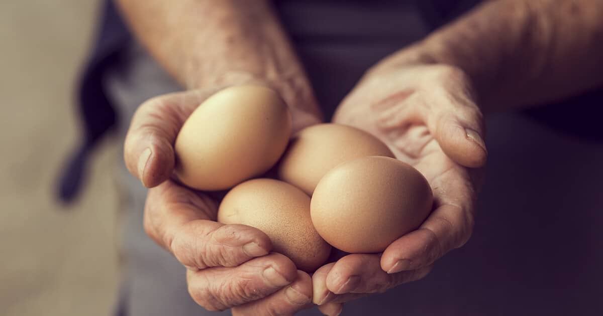 Recette de grand-mère pour faire pondre les poules