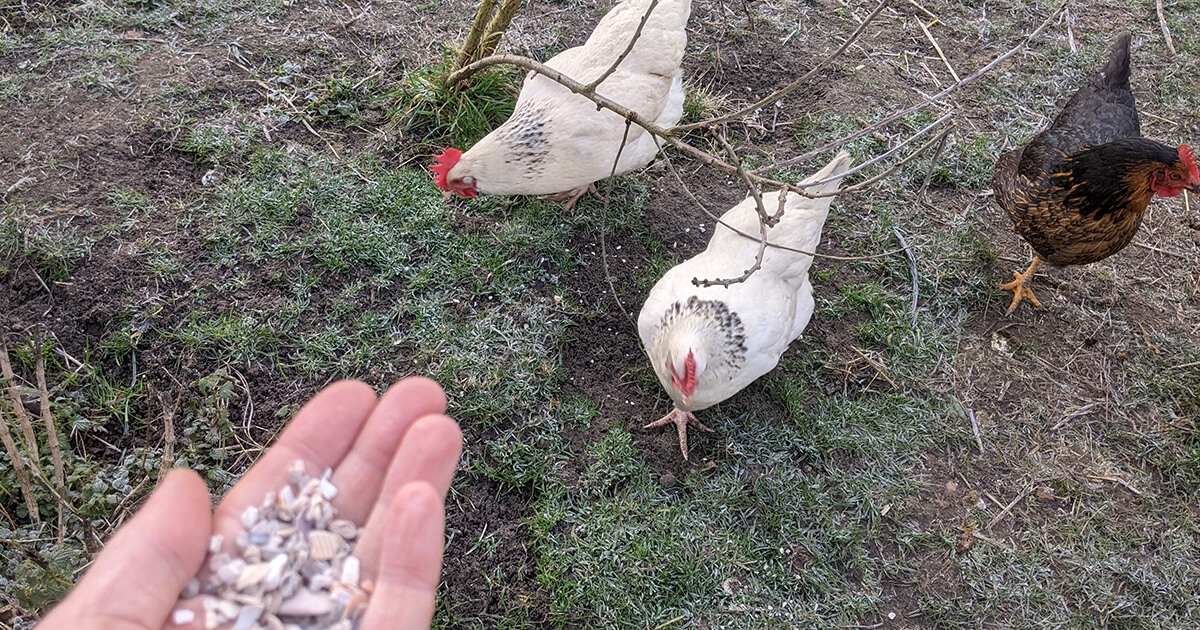Poules qui mangent du grit