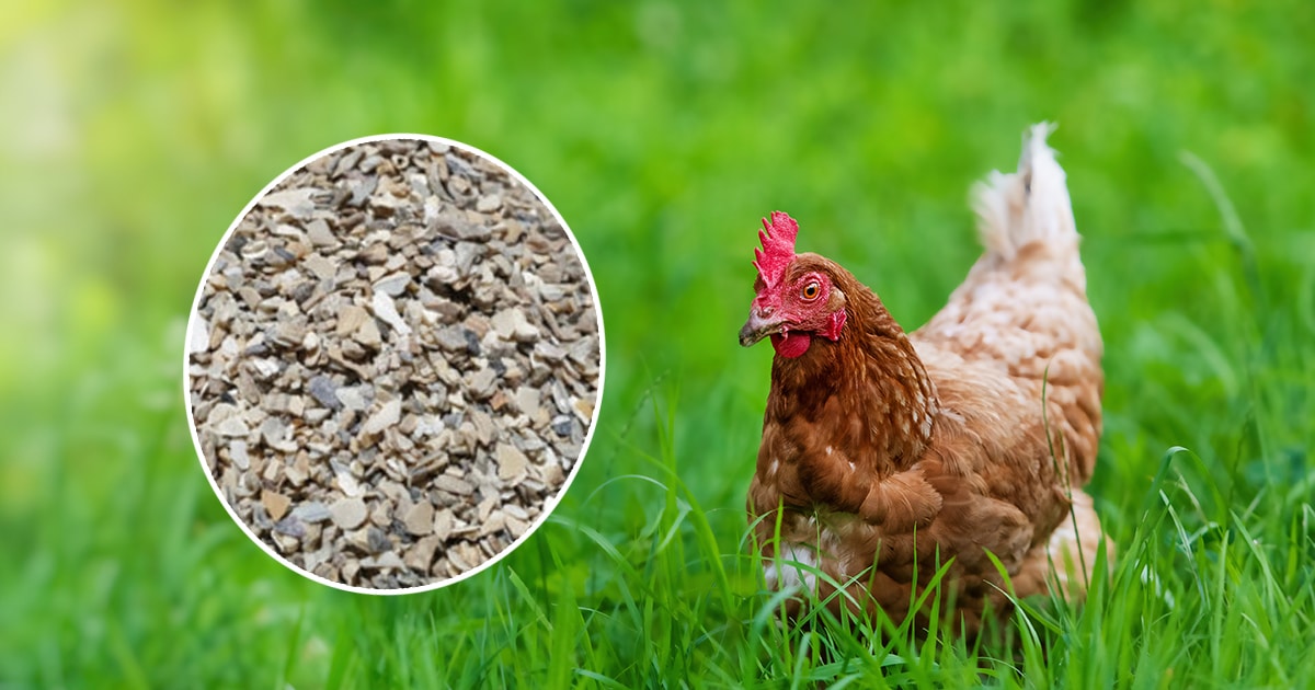 Le grit pour les poules : quels avantages ?