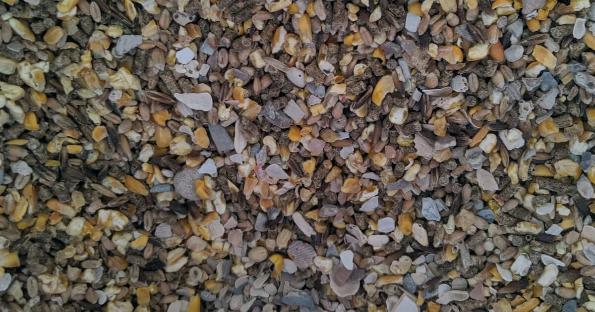 Grit mélangé dans les graine