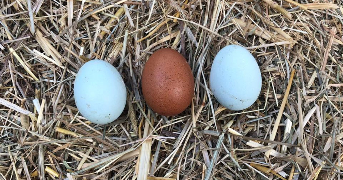 oeuf bleu azur versus ceux de la poule marans