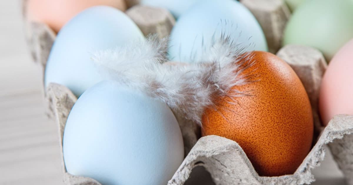 Oeufs bleus de la poule azue
