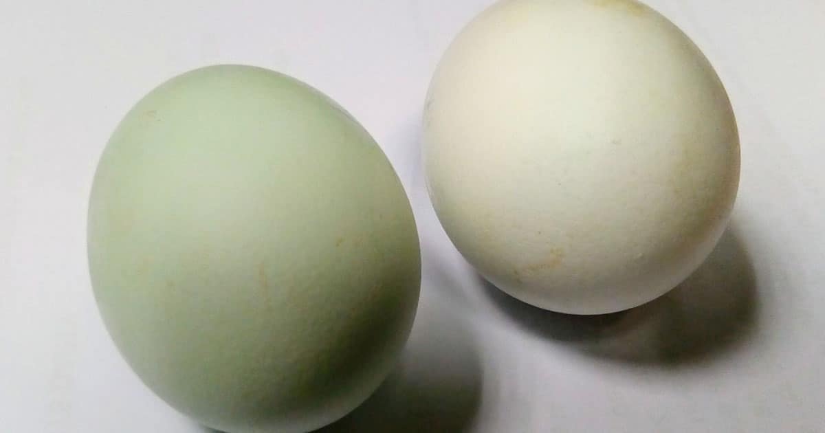 la couleur bleue des oeufs de la poule azur