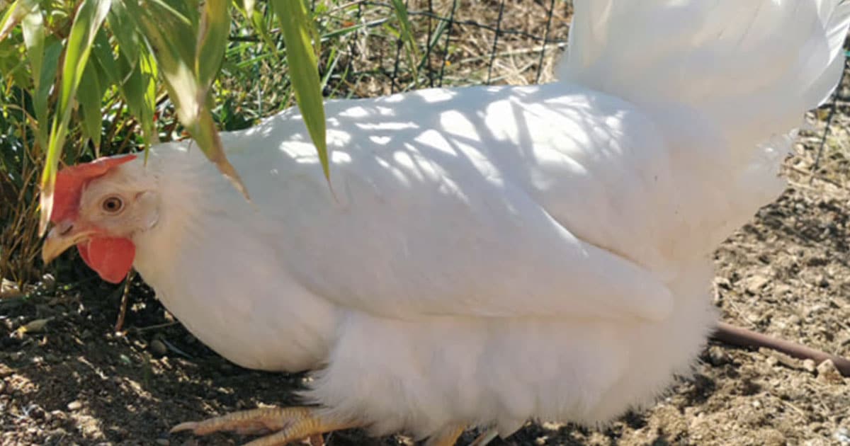 une poule azur qui se met à l'ombre