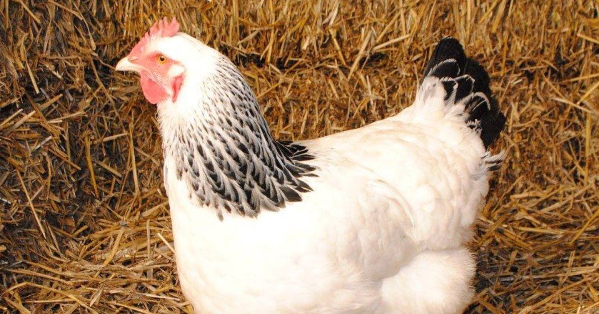 une poule azur dans la paille du poulailler