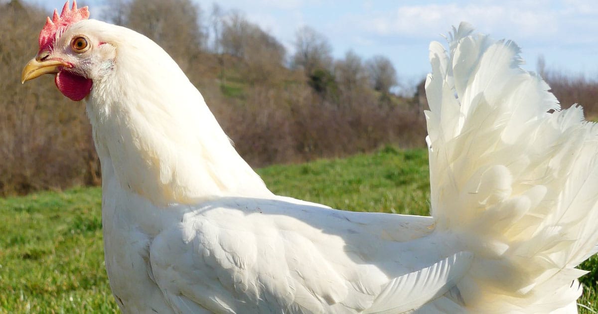 La poule azur : présentation et caractéristiques de la race