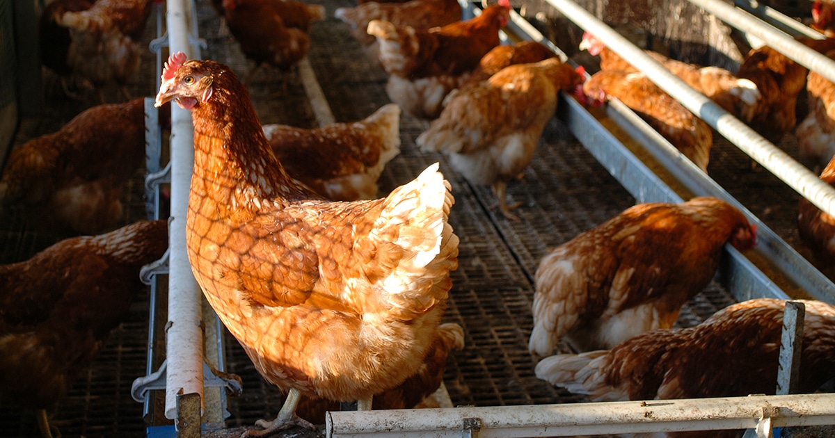 Coccidiose poule : l'identifier et la soigner