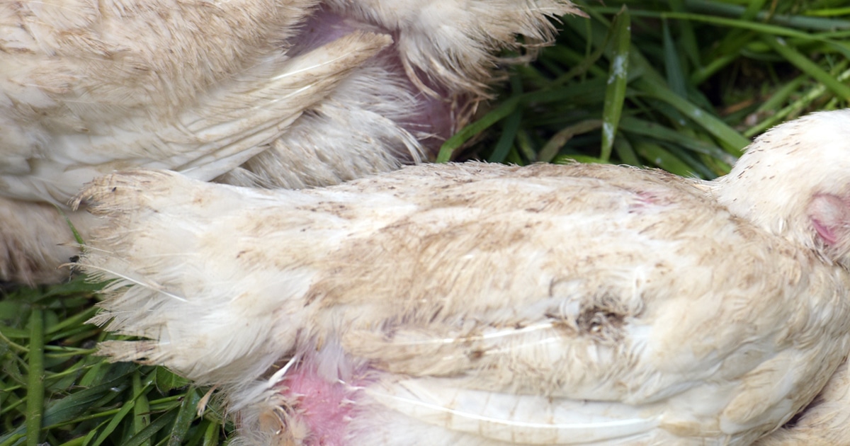 Problème de poules