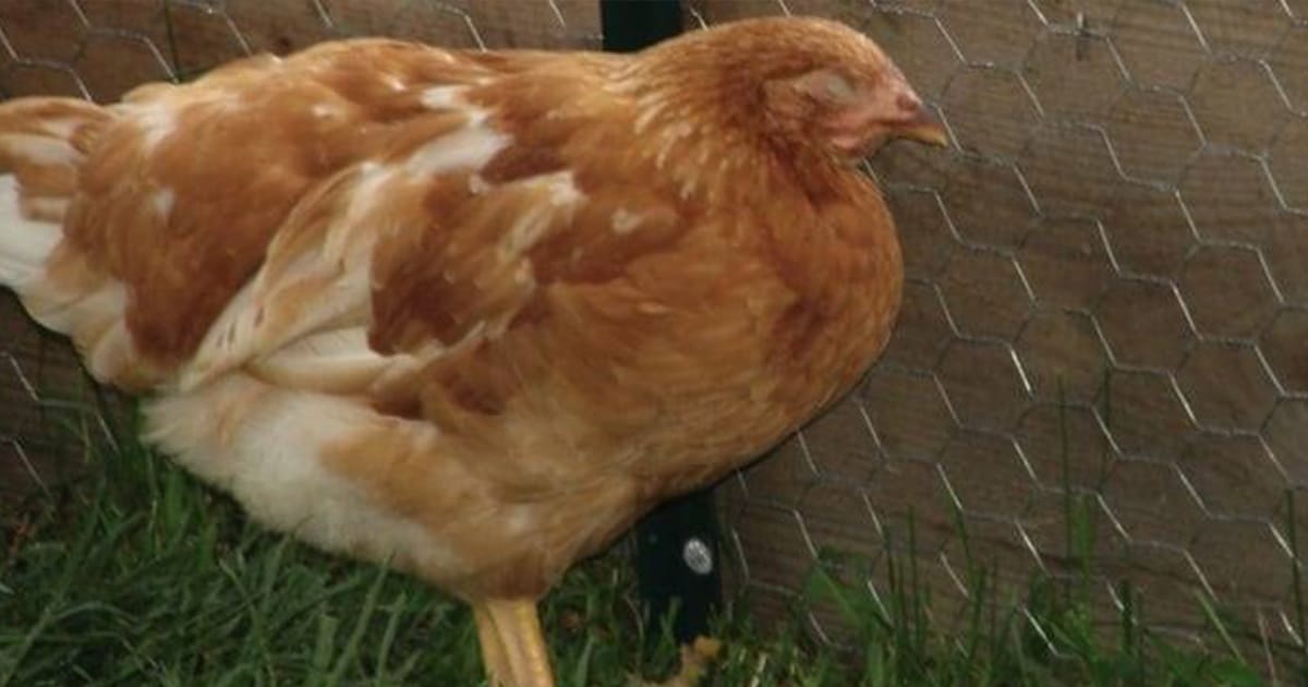 poule prostrée qui ne bouge plus