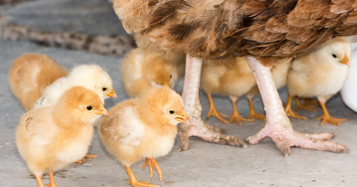 poussins avec la poule