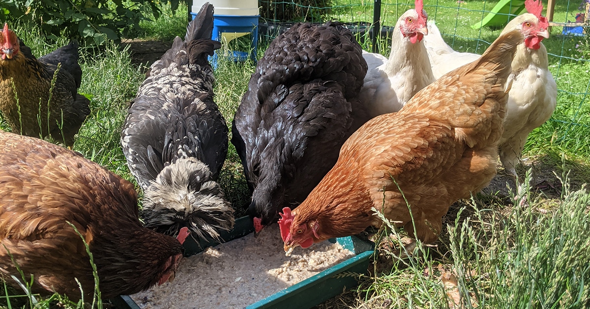 Ma poule brahma au milieu a la gamelle avec les autres