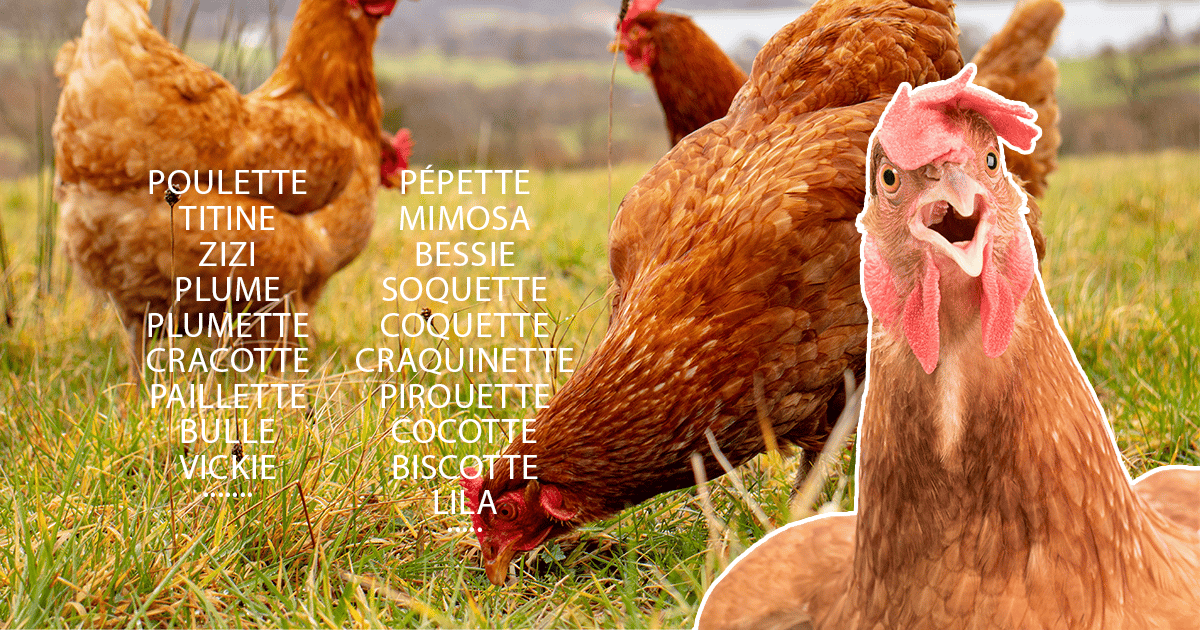 Idées de prénom pour une poule