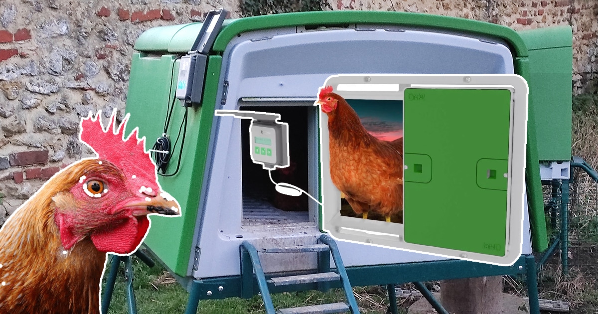 Porte automatique Omlet : bilan après 3 ans