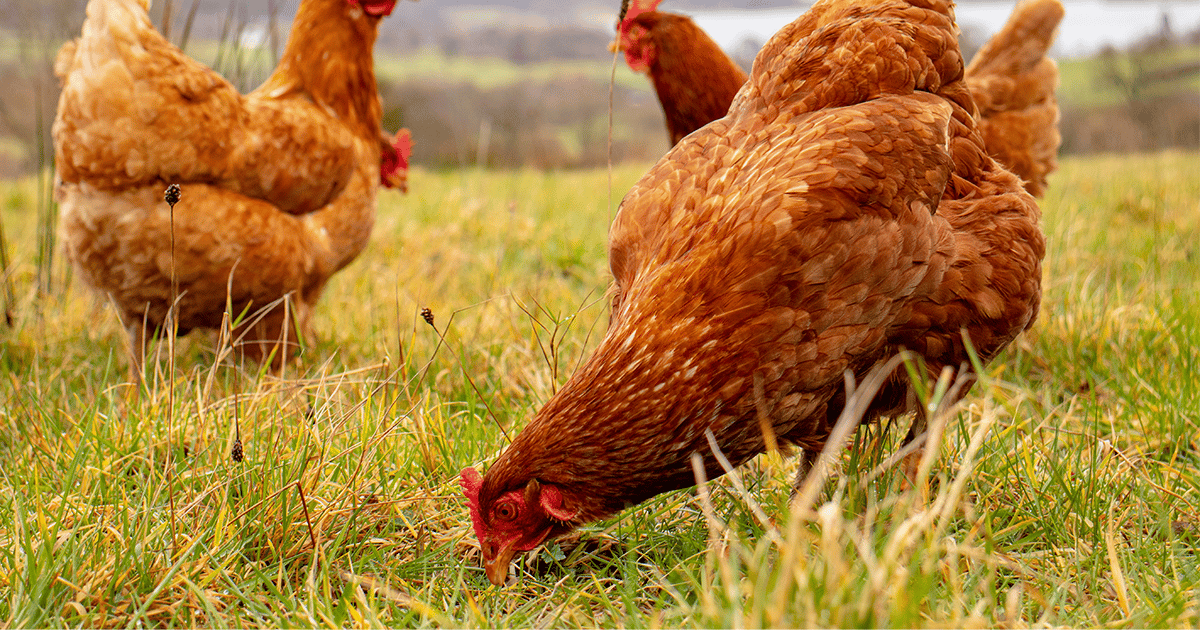 prénom pour une poule rousse