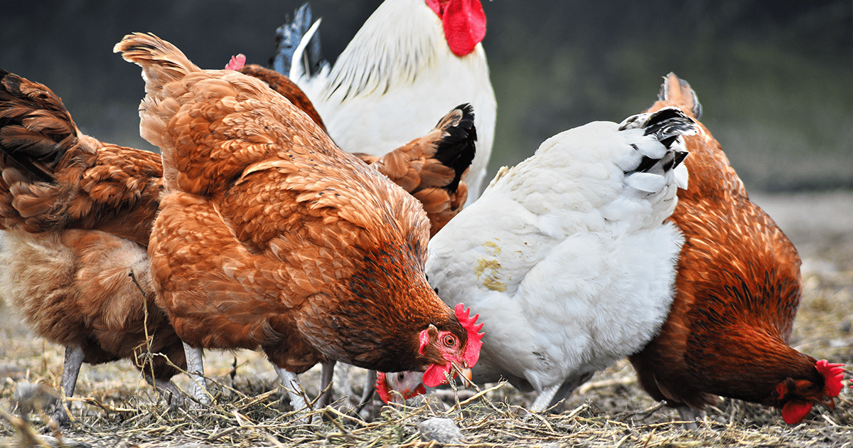 Choisir un prénom pour une poule