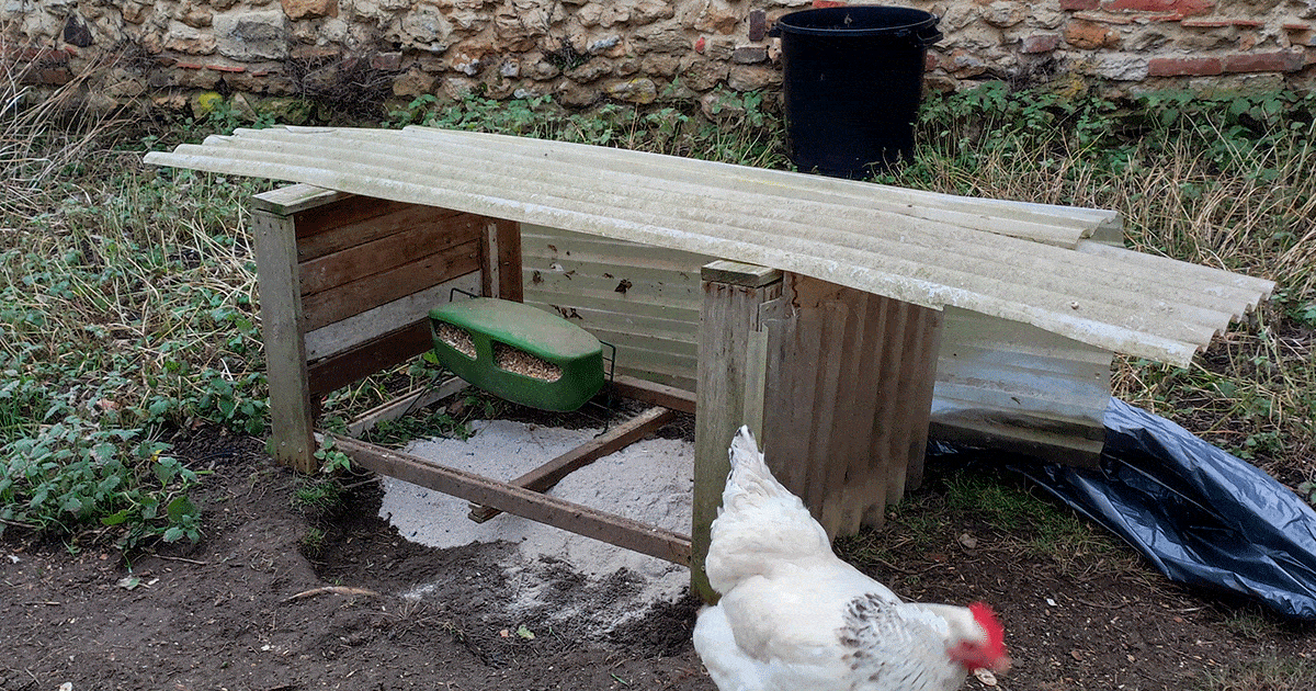Bain de cendre et de terre de diatomée pour les poules