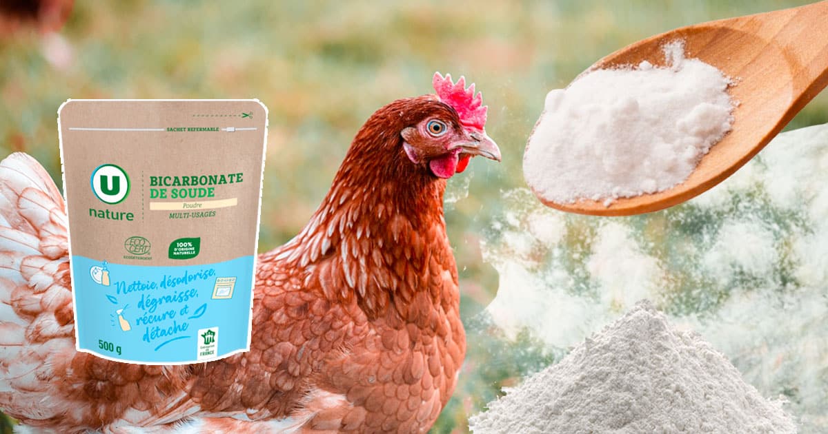 Les bienfaits du bicarbonate de soude dans le poulailler : une solution naturelle et économique