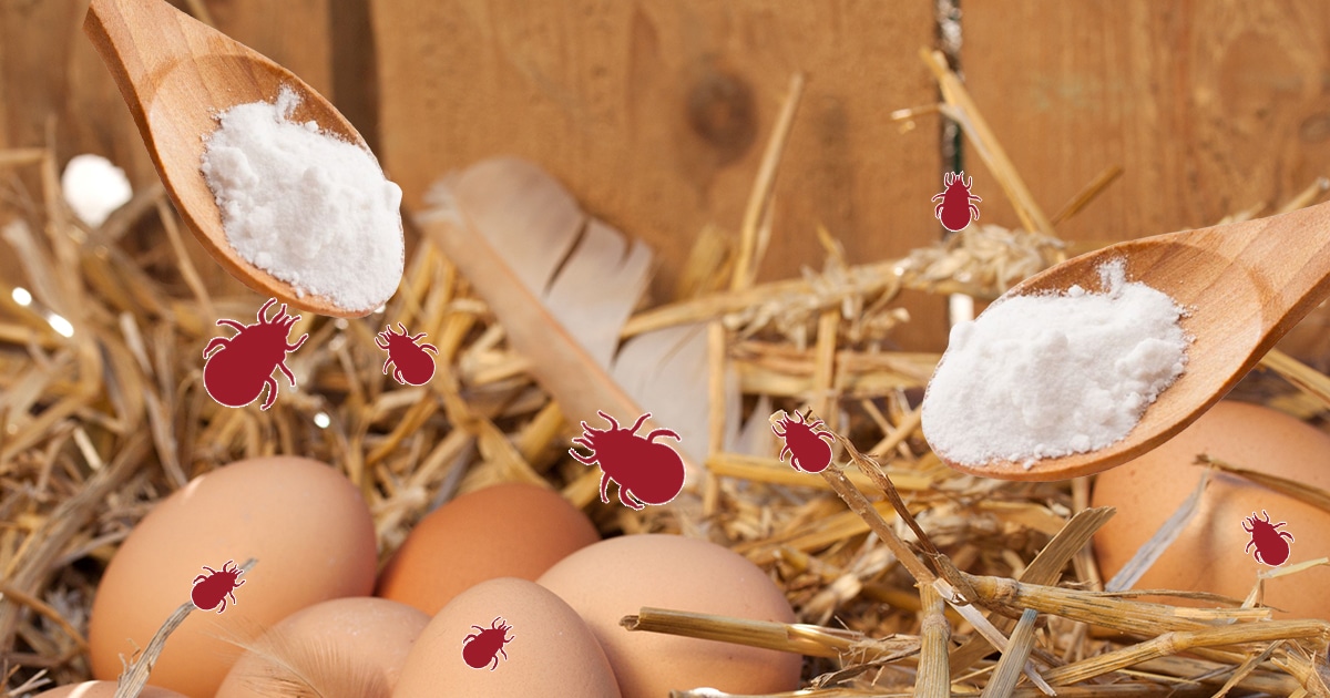 Bicarbonate de soude anti poux rouges