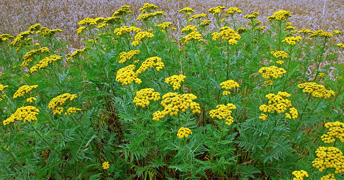 vertus de la fleur de tanaisie