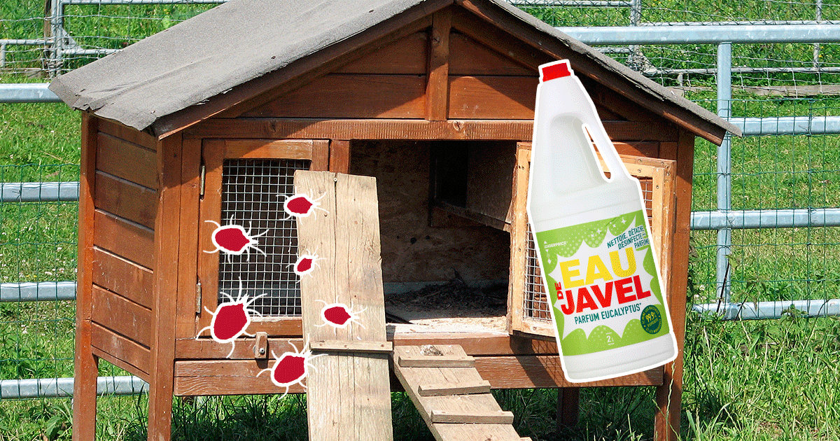 Eau de javel contre les poux rouges : faut-il l'utiliser ?