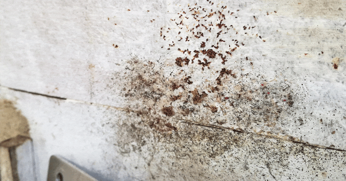 Découverte des poux rouges cachés derrière une plaque dans le poulailler