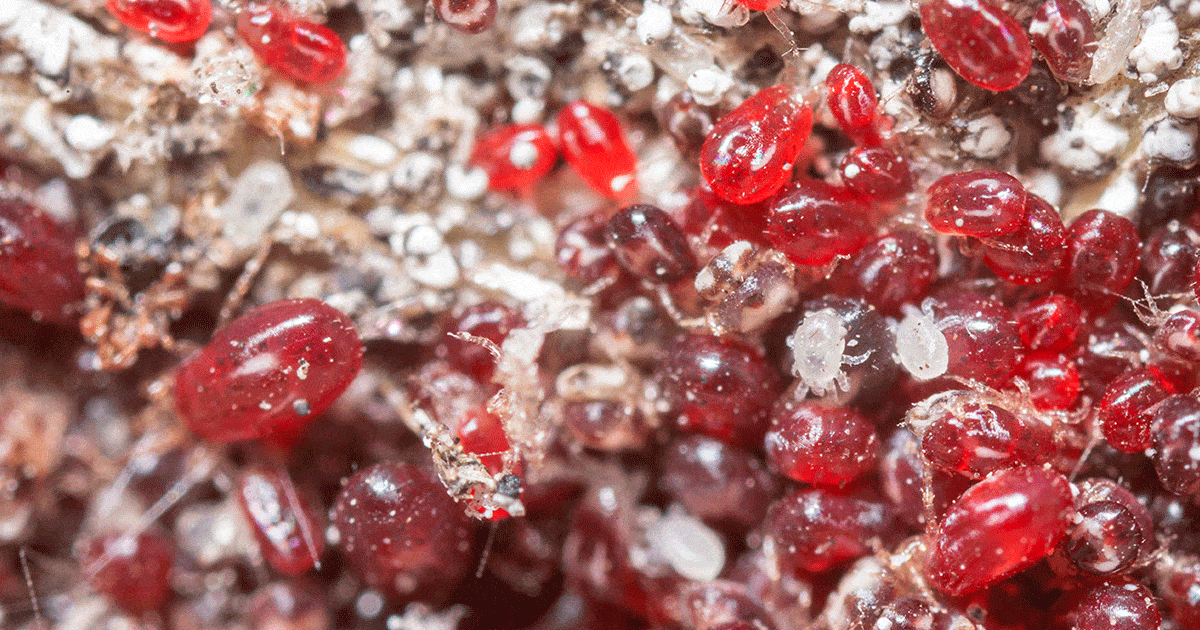 Zoom sur un nid de poux rouges