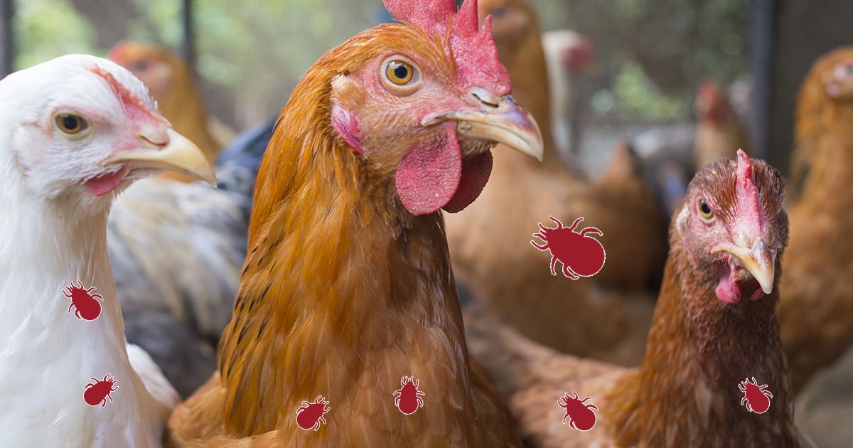 poux rouges sur les poules la nuit