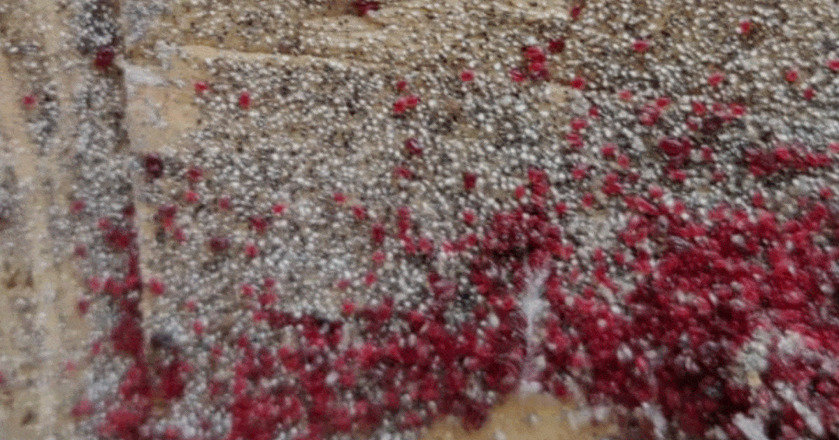 Cachettes de poux rouges dans le poulailler