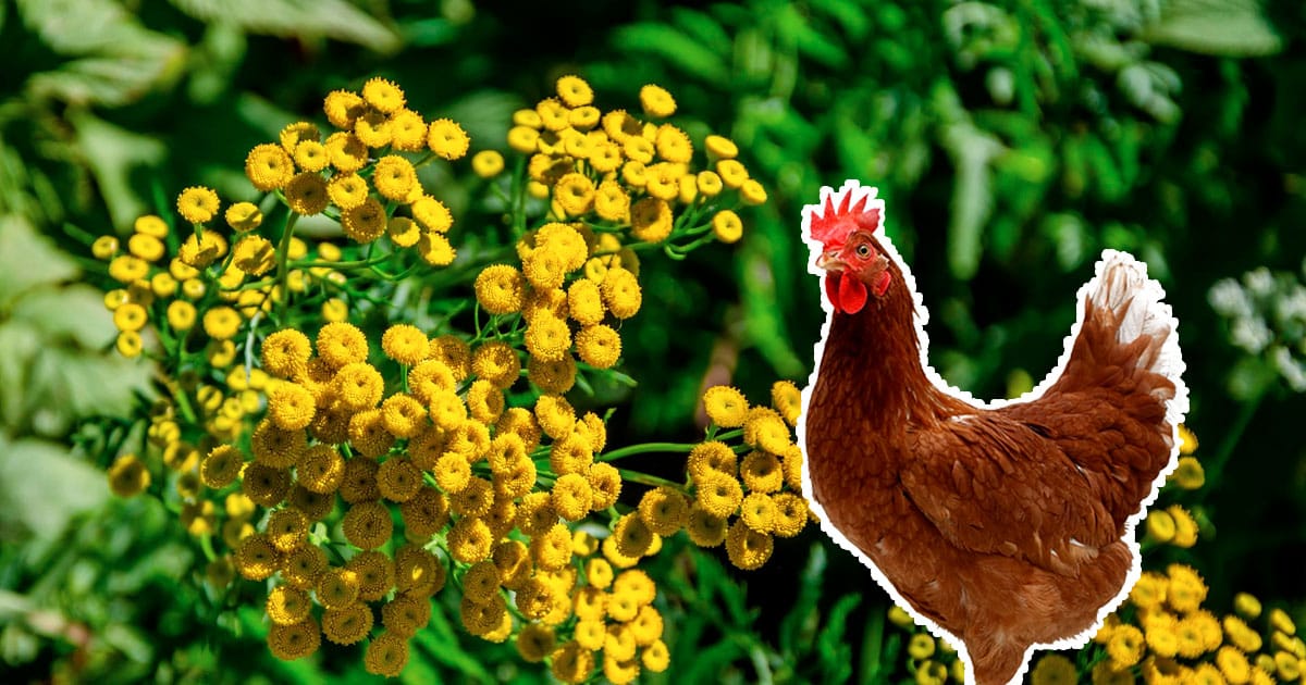 Assainir son poulailler avec la fleur de tanaisie : découvrez ses vertus et bienfaits pour les poules