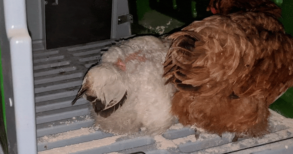 Mettre de la terre de diatomée directement sur le dos des poules et leur peau