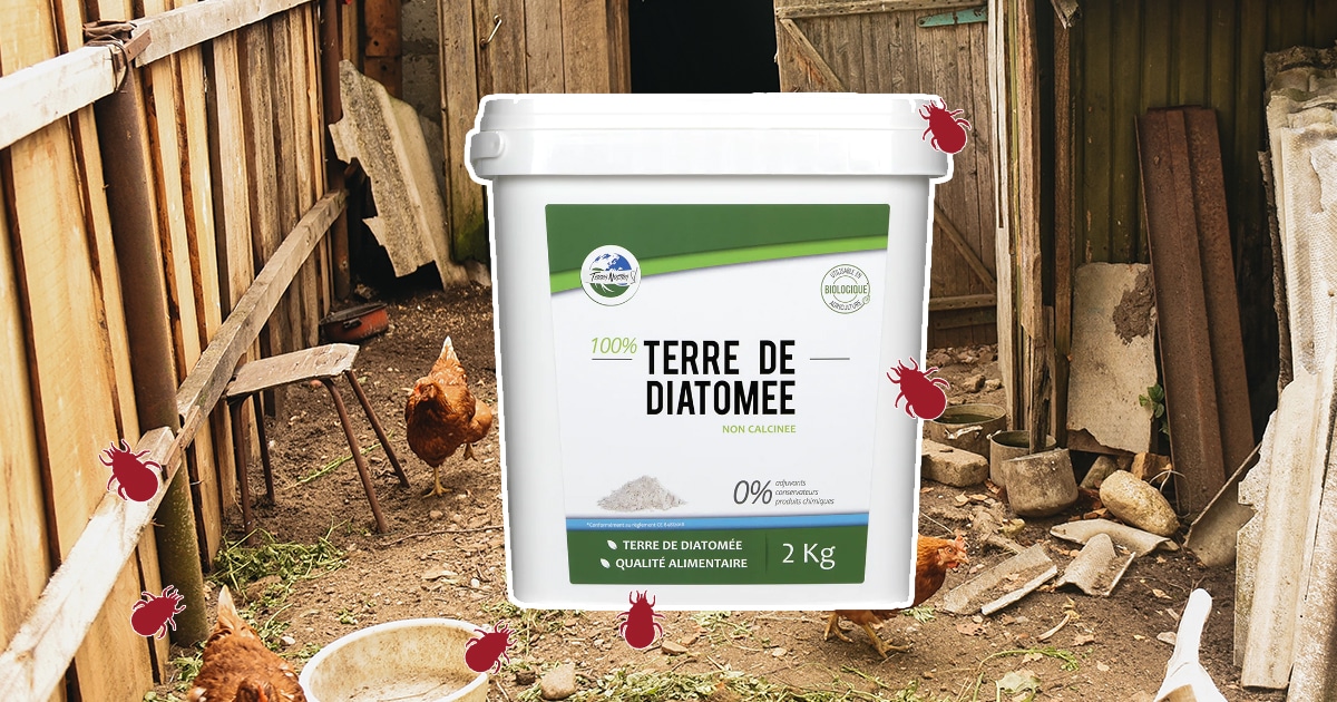 Terre de diatomée contre les poux rouges