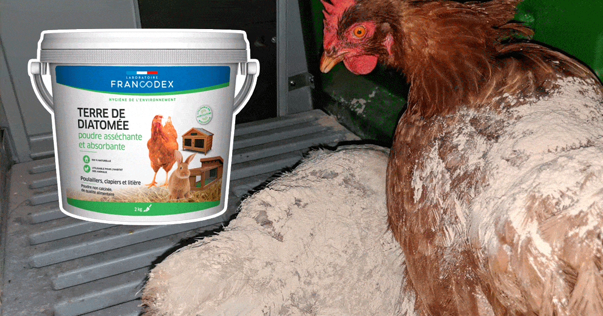 Terre de diatomée versée directement sur le pelage des poules pendant la nuit