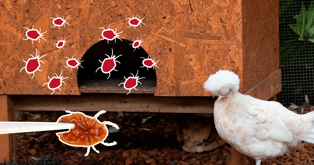 Traitement poux rouges des poules : Remèdes au poulailler